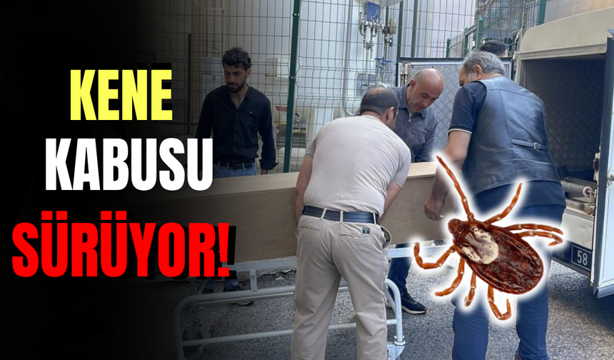 Kene Kabusu Sürüyor: Can Kaybı 13'e Yükseldi