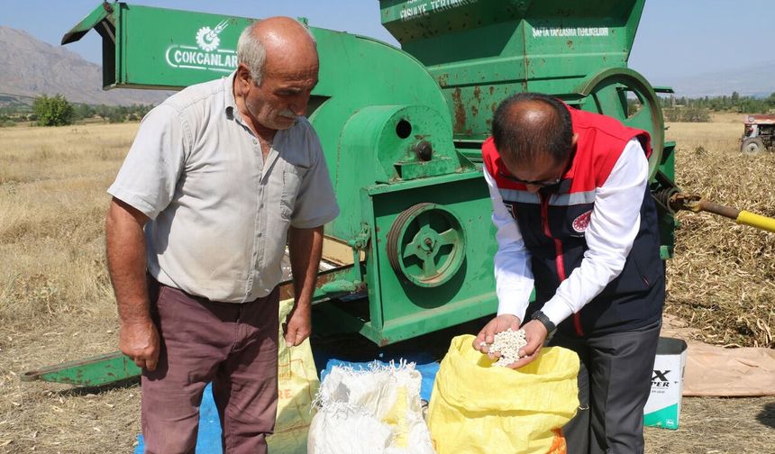 Erzincan’da Kuru Fasulye Hasadı Başladı!