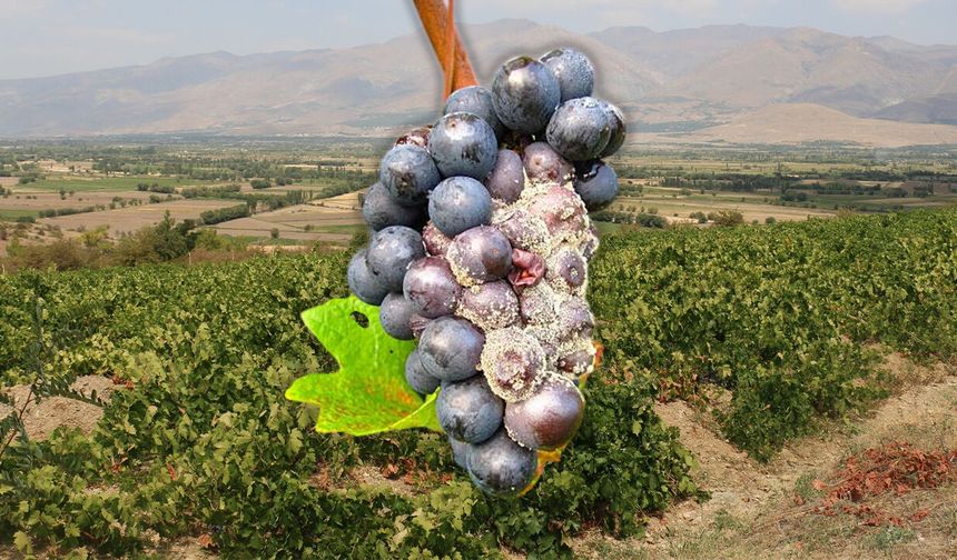 Yağışlar Sonrası Bağlarda Hastalık Riski Arttı