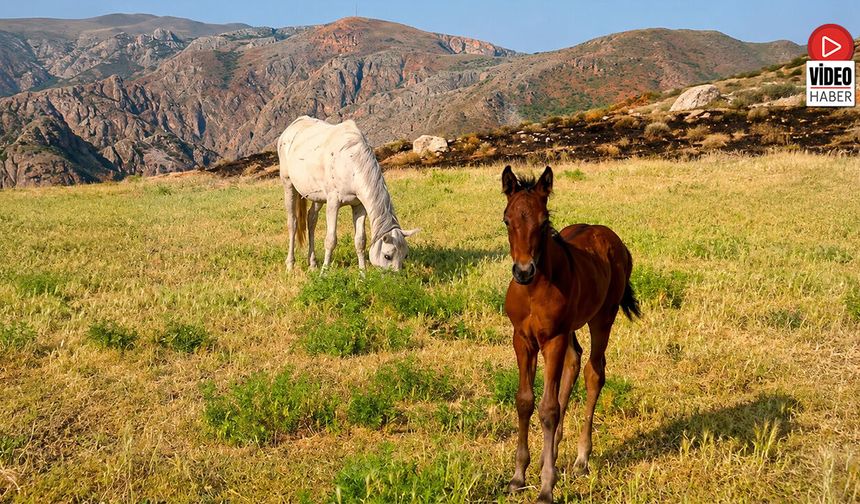 Erzincan Yaylalarında Atların Yaşam Neşesi