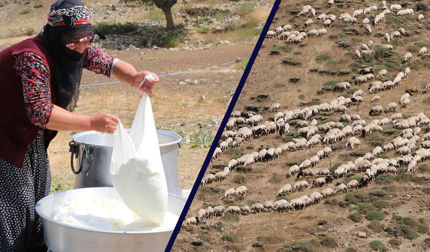 Milyonlarca Liralık Hayvancılık Sezonu Ağustosta Zirve Yapıyor