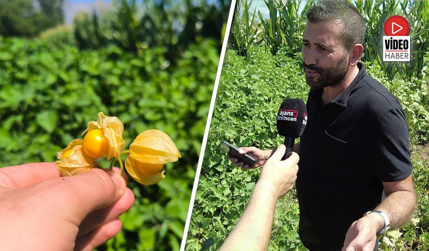 Şifa Kaynağı “Altın Çilek” Erzincan’da Yetiştirildi