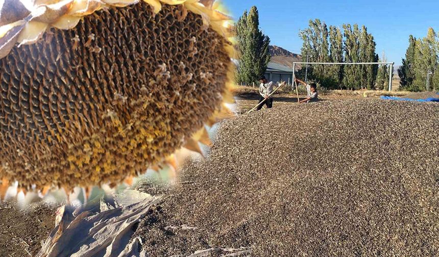 Erzincan’da Ayçiçeğinde Hasat Sezonu