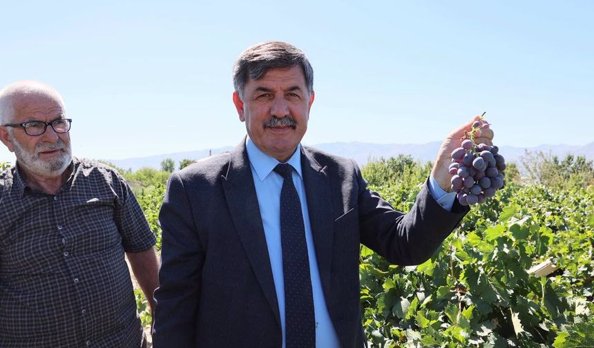Başkan Aksun Cimin Üzümü Hasadına Katıldı