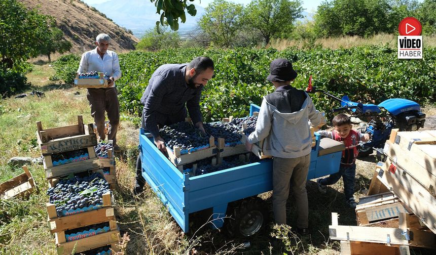 Erzincan'ın Siyah İncisi Cimin Üzümünde Hasat Zamanı
