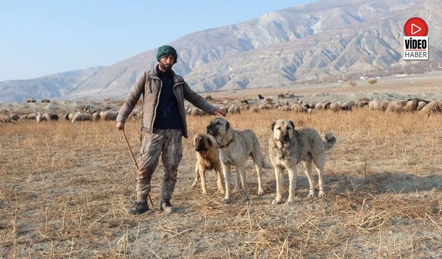 Kurtlarla Mücadelede Sürünün En Büyük Güvencesi Çoban Köpekleri