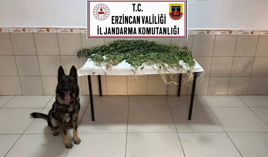 Üzümlü’de 227 Kök Kenevir Ele Geçirildi