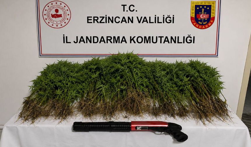 Tercan’da Narkotik Operasyonu: 1 Şüpheli Tutuklandı