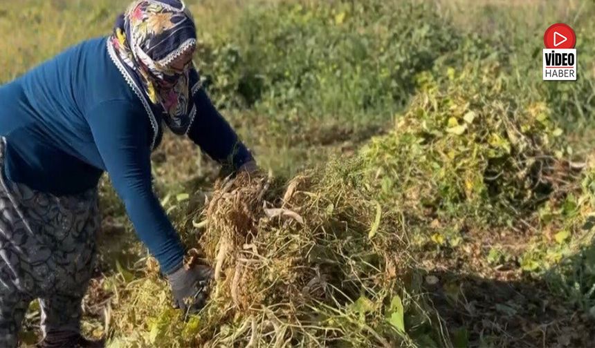 Erzincan'da Kuru Fasulyenin Hasadına Başlandı