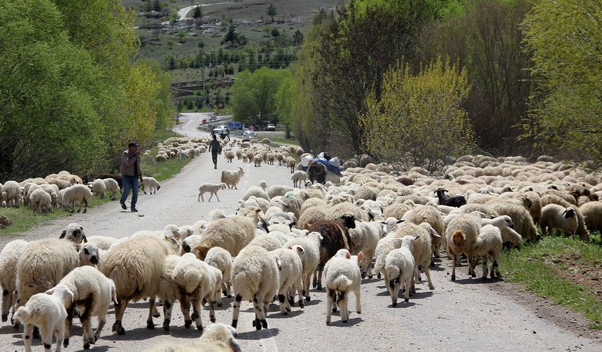 Erzincan’da Göçerlerin Yayla Dönüşü Başladı