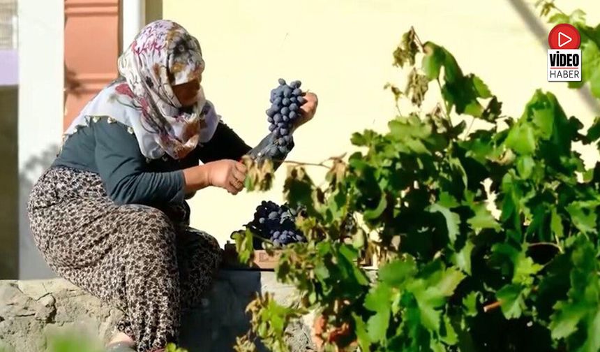 75 Yıllık Ömür, Nasırlı Eller ve Cimin Üzümü