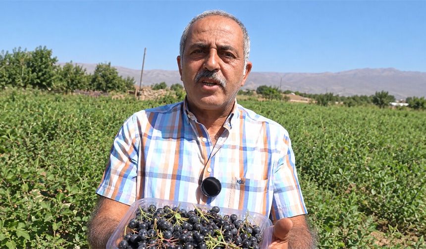 Dondurmayı Tattı, Aronya Yetiştiricisi Oldu