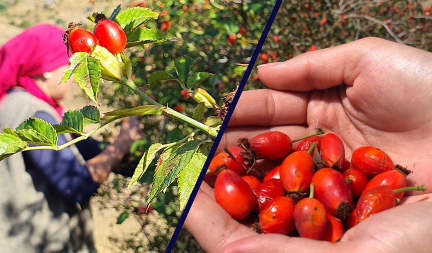 Toplaması Dert, Yapması Zahmet
