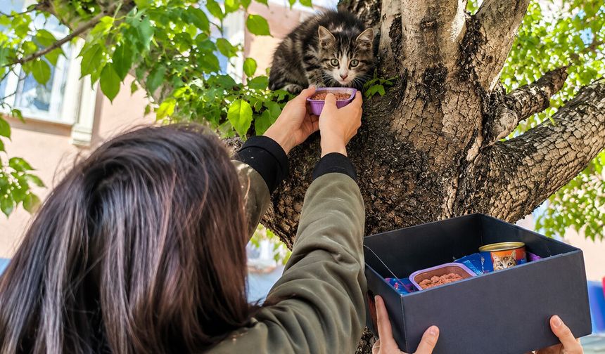 Ağaçtan İnemeyen Yavru Kedi Mama İle İkna Edildi