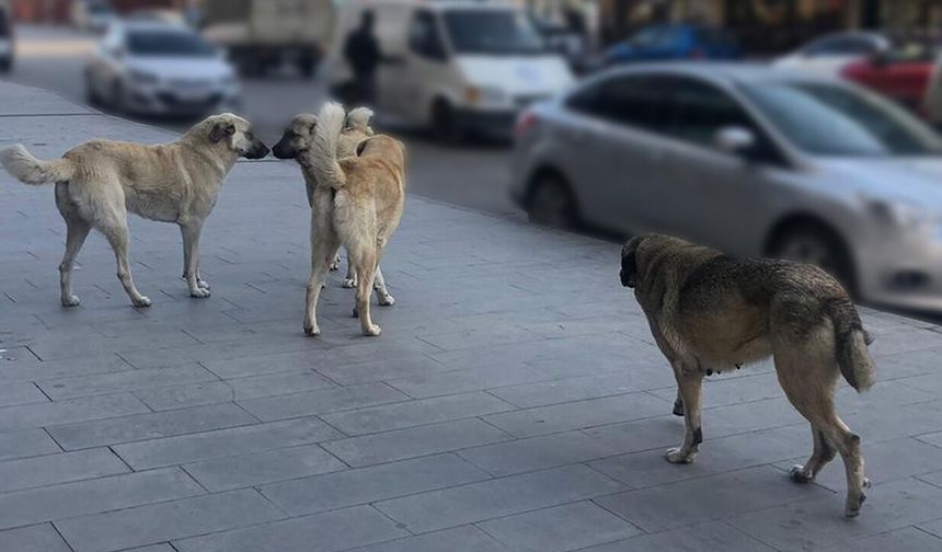 Sahipsiz Hayvanlara Yönelik Denetim Yapılacak