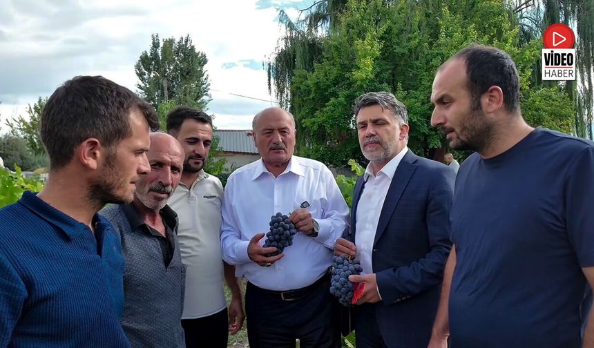 Milletvekili Karaman Cimin Üzümü Bağbozumuna Katıldı