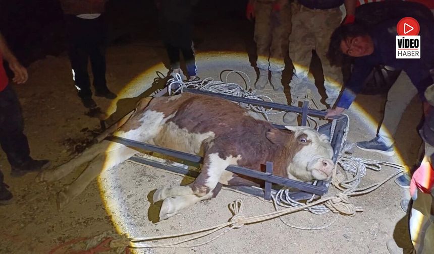 Erzincan'da Uçuruma Yuvarlanan Büyükbaş Hayvan Kurtarıldı