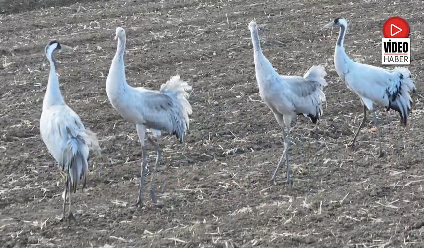 Erzincan Ovası’nda Görsel Şölen: Allı Turnalar