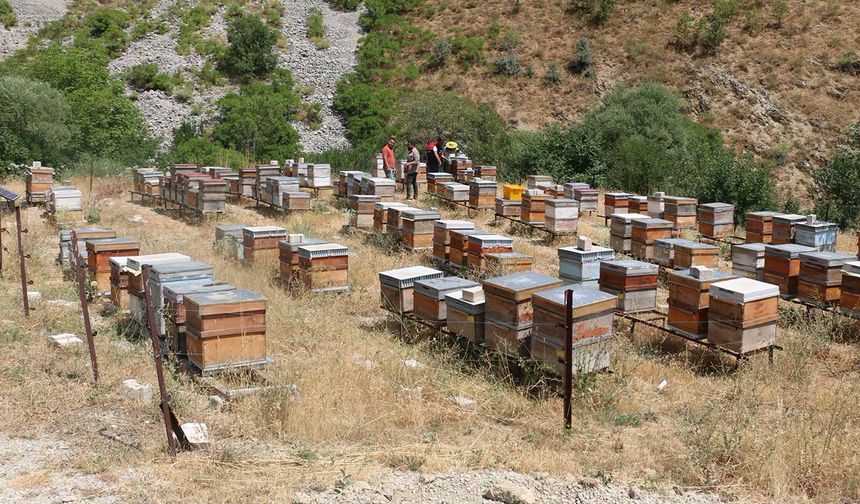 Arıcılık Destekleme Takvimi Güncellendi: Son Başvuru 6 Kasım
