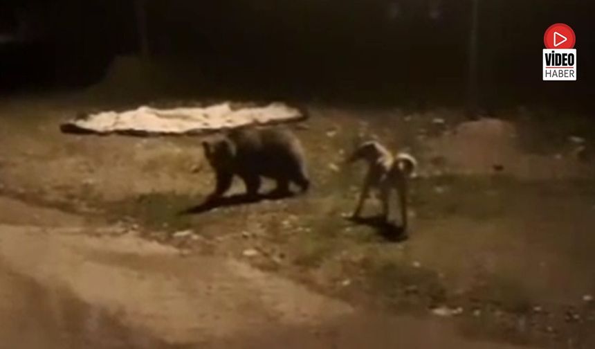 Çoban Köpeği Havladı, Ayı Sakinliğini Bozmadı