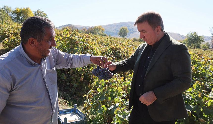 Cimin Üzümü İçin Bağ Bozumu Zamanı