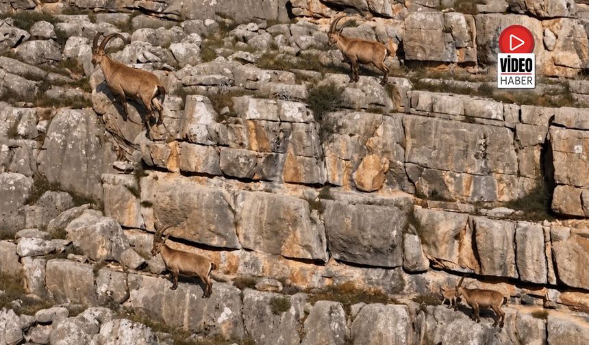 Erzincan'da Yaban Keçileri Munzur Dağları'nda Görüntülendi
