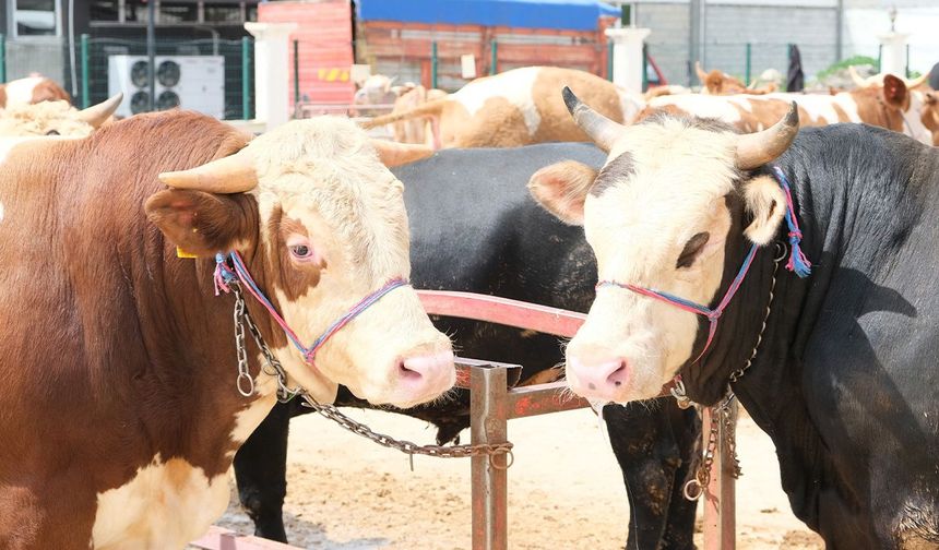 Erzincan’da Hayvancılık Birliğine Önemli Statü