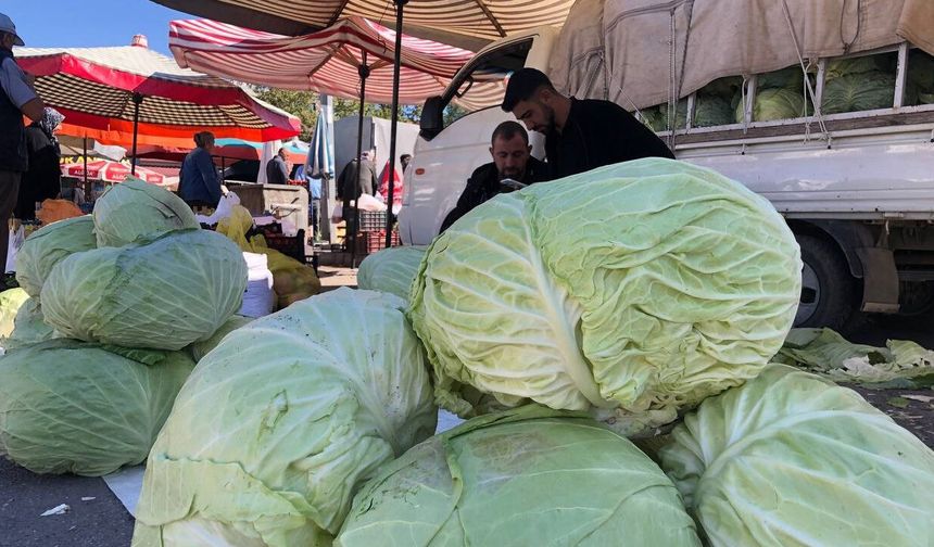 Dev Lahanalar Tezgahları Doldurdu