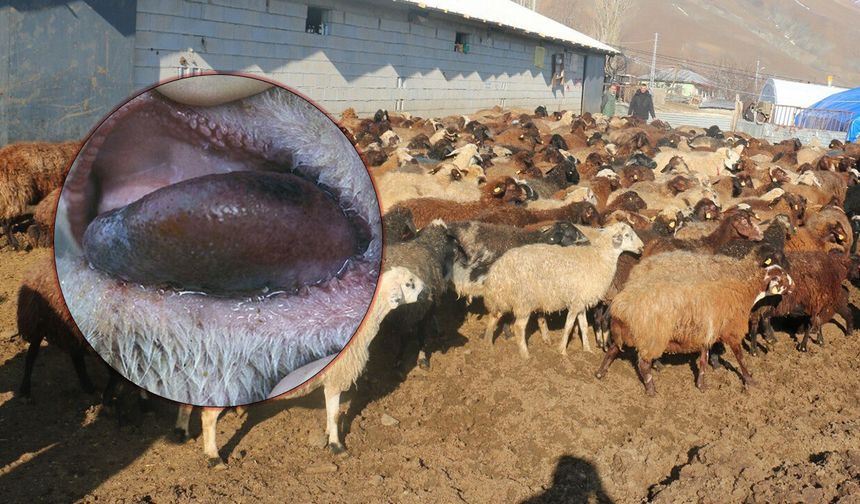 Koyun Yetiştiricilerine 'Mavi Dil' Hastalığı Uyarısı