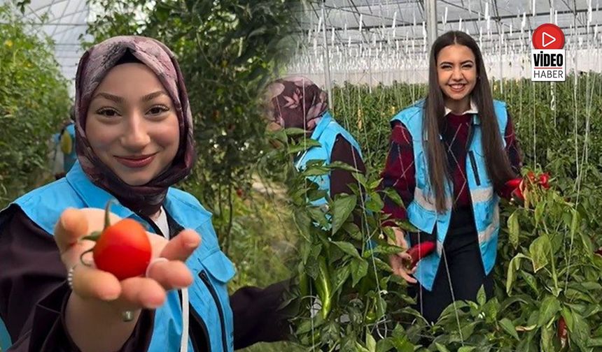 Çayırlı'da Öğrenciler Sera Ziyaretinde Hasada Katıldı