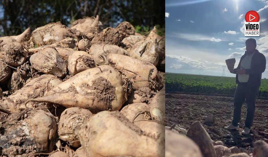 Erzincanlı Çiftçinin Pancar Fiyatı İsyanı