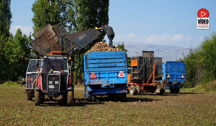 Erzincan'da Şeker Pancarı Hasadı Başladı