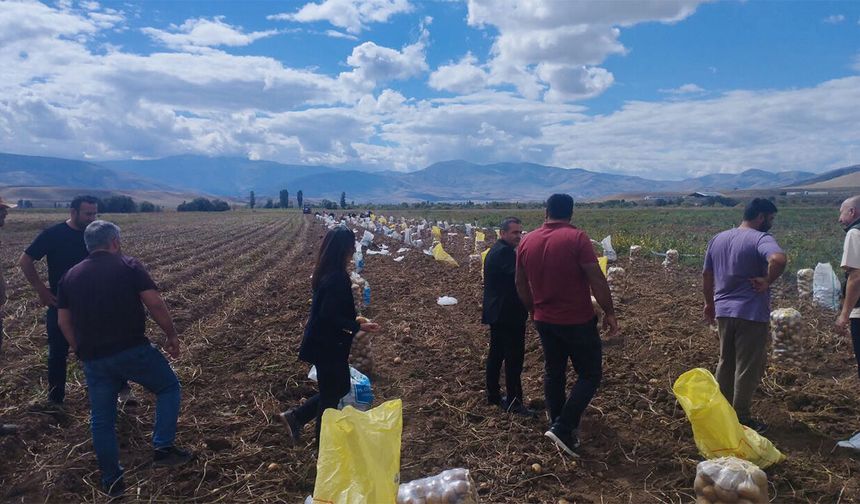 Tercan'da Patates Hasadı Başladı