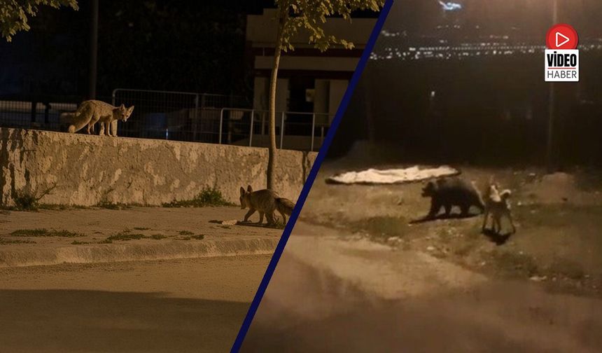 Tilkiler Şehir Merkezinde, Ayılar Köylerde Görüldü