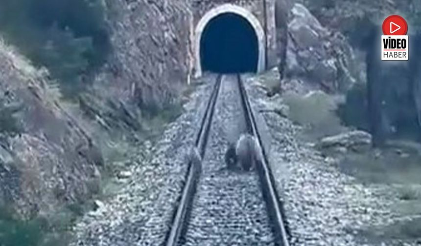 Erzincan Yolunda Ayı Ailesi Trenin Önüne Çıktı