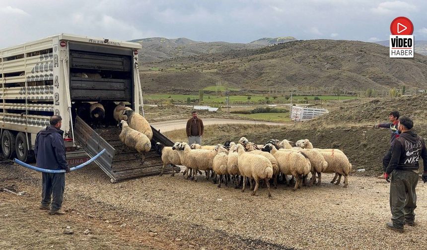 Erzincan'da Yayla Sezonu Sona Erdi, Dönüş Yolculuğu Başladı
